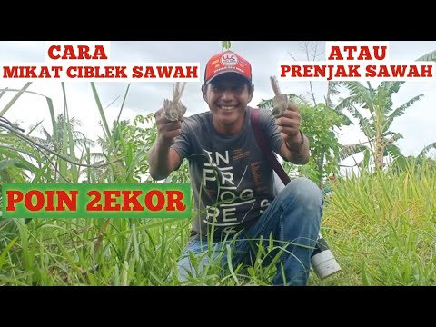 Cara Mikat Burung Ciblek Sawah || Poin 2ekor