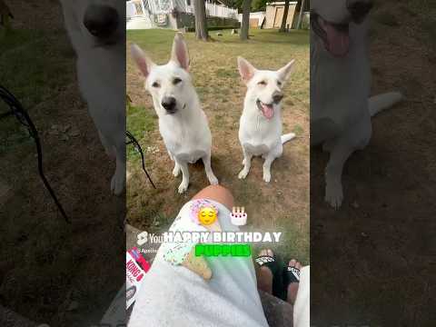 Celebrating Dogs Birthday (2024) 🥳🥹