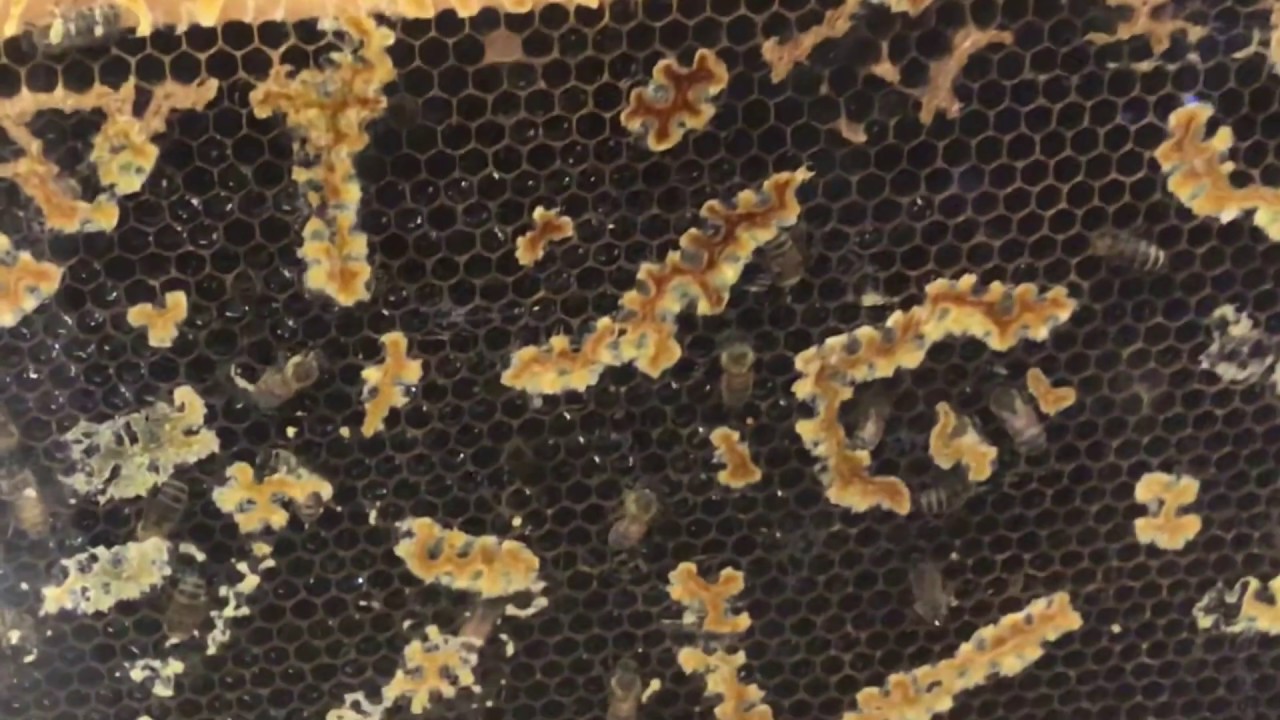 live free armory INDOOR observation beehive