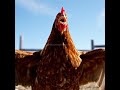 THE CHICKEN THAT WAS READY