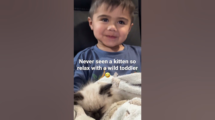 Video 3089261: cats love catlover, family catlover