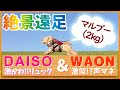 【マルプー】ダイソーの犬用リュック背負ってWAONの声マネをするワンコ