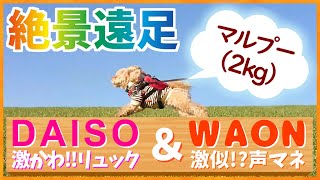 【マルプー】ダイソーの犬用リュック背負ってWAONの声マネをするワンコ