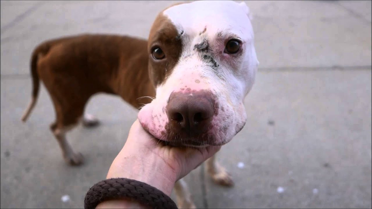 Marcela - A1041885 - Brooklyn ACC camera iphone 8 plus apk
