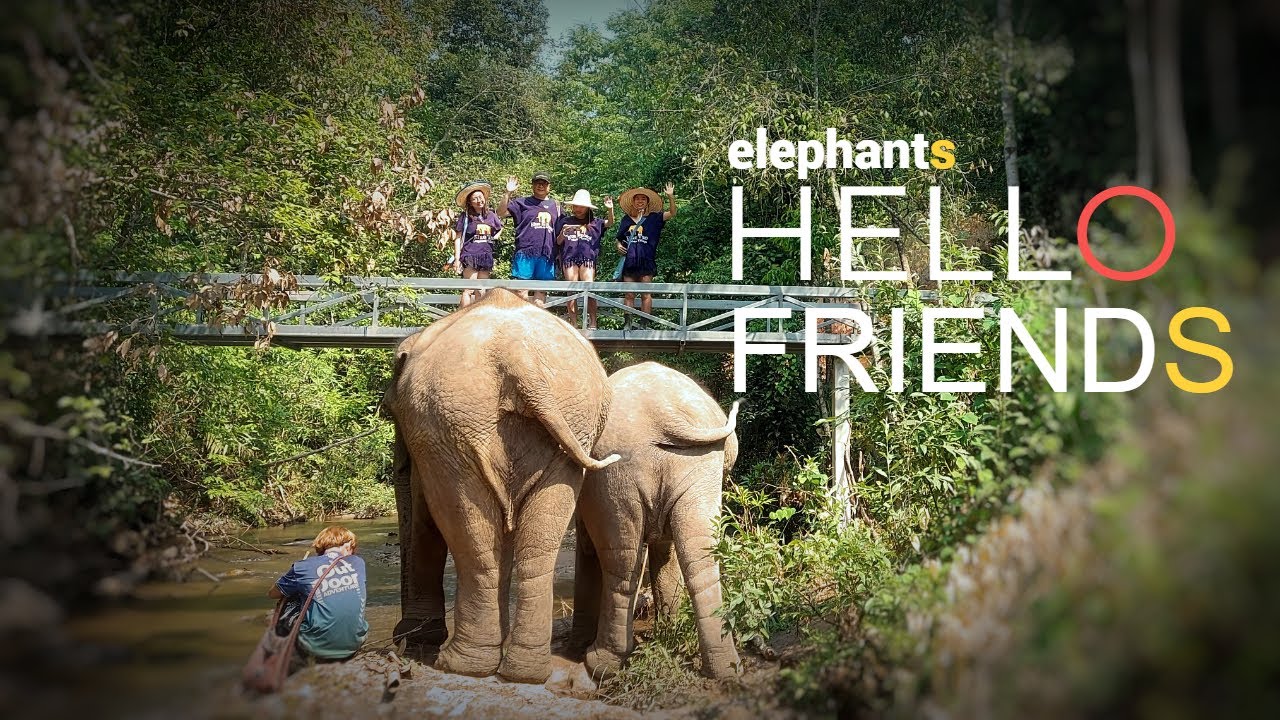 Observing Ethical and Hands Off Elephant Experience at Blue Tao Elephant Village Chiang Mai Thailand