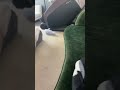 Manatee VS bowhead whale