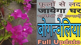 EP34: बोगन्वेलिया में पाएं ढेरों फूल || Bougainvillea plant care and propagation tips