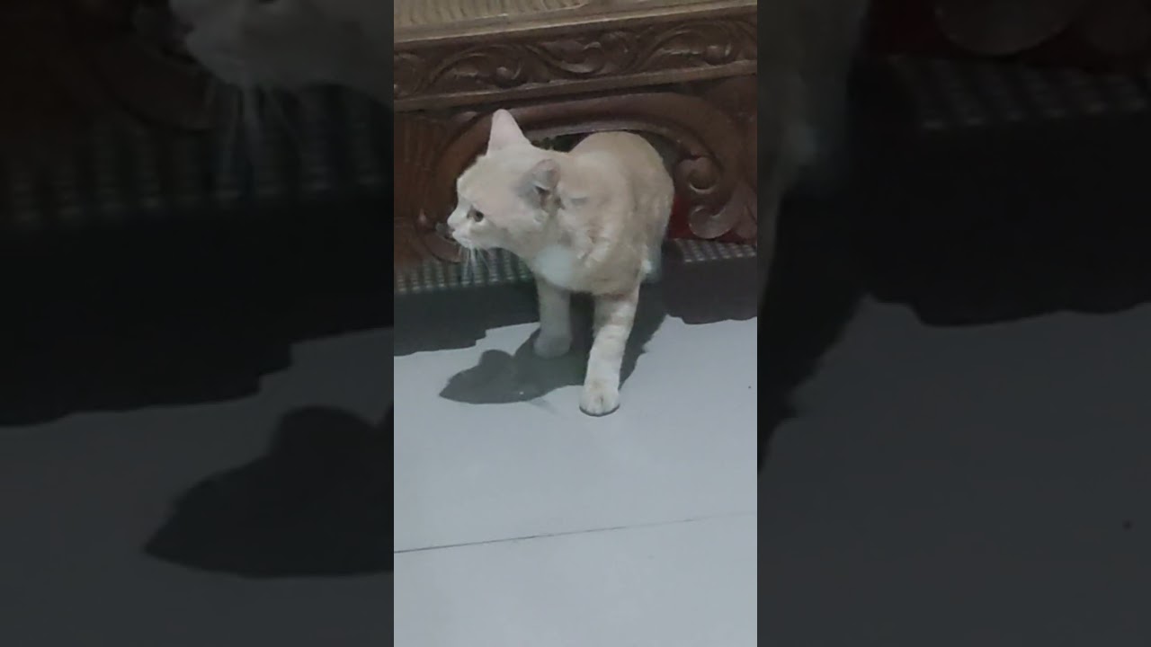 Kucing Lucu melakukan kegiatan menyenangkan bersama teman sepermainan