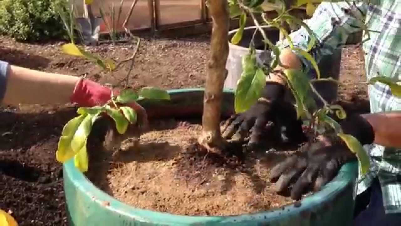 How To Repot A Citrus Tree | Sunset - Youtube