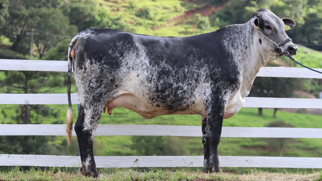 LOTE 31 - 1º LEILÃO VIRTUAL AGROPECUÁRIA CAMPOS LIMA - DIA 08/02/2025 ÀS 