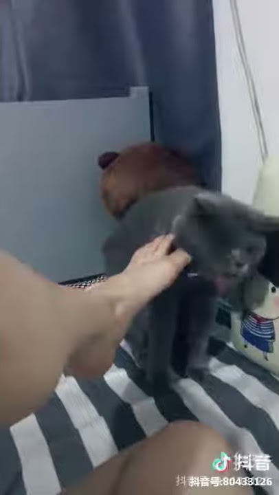Si kaki Bau Reaksi wajah level 9999 kucing aja KO😂😂😂 😿😨