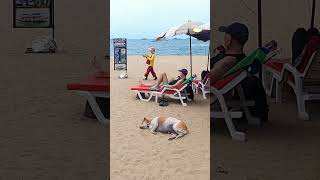 😁Chillaxing😮👍#shorts #thailand #dog #pattaya #travelvlog #doglover #travel #shortvideo #shortsvideo