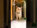 モチは我が家の癒し系