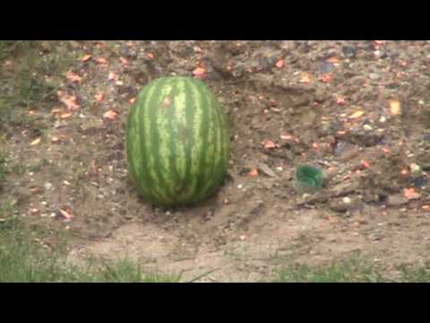 AR15 shooting Watermelon M193 1of3