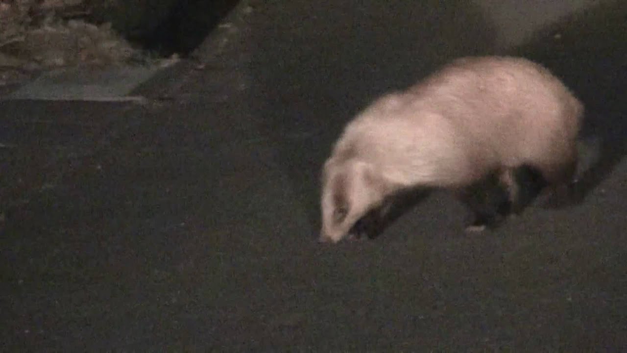 ニホンアナグマがやって来た Youtube