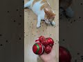 뭉치스타 #reversevideo #marblerunandmore #cat #catvideos #reverse
