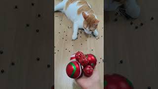 뭉치스타 #reversevideo #marblerunandmore #cat #catvideos #reverse