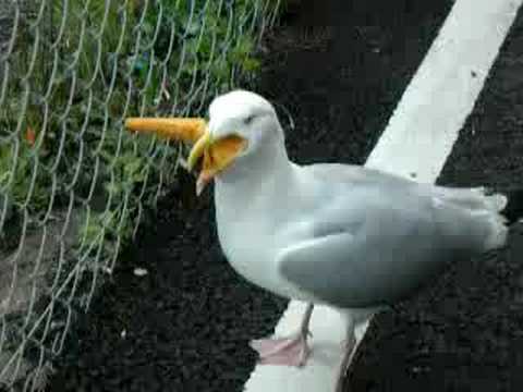 seagull rigging and slinging test seagull rigging and slinging test