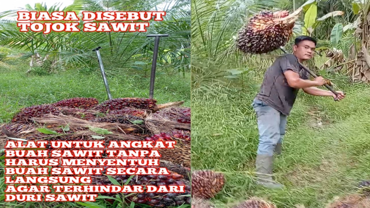 TOJOK ALAT ANGKAT BUAH SAWIT AGAR TANGAN TERHINDAR DARI TERTUSUK DURI ...