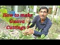 How to take cuttings of guava plant in the most perfect way.