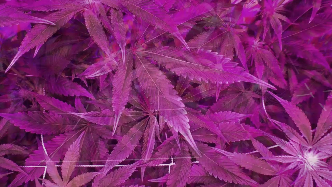 SuperCloset Deluxe Grow Box | First Indoor Hydro Grow Week 4 Flower