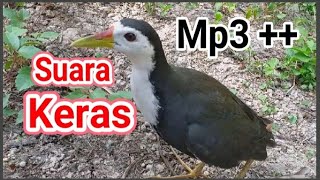 Suara pikat Ruak ruak siang panggil 2 ruak | waterhen sound | night bird sound | voice chim quock