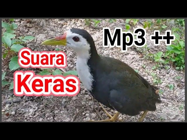 Suara pikat Ruak ruak siang panggil 2 ruak | waterhen sound | night bird sound | voice chim quock class=