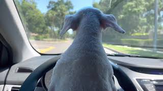 Dogs Do Drive