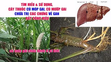 Củ Móp Gai Chữa Bệnh Gì | Cây Thuốc Nam Chữa Bệnh Sơ Gan | Bệnh Viêm Gan B