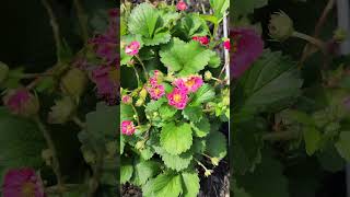 6/7/26 Sweet Berry Everbearing Strawberries Producing well #everbearing #strawberry #berry #garden