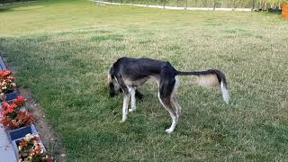 Saluki & afghan hound puppies are ...