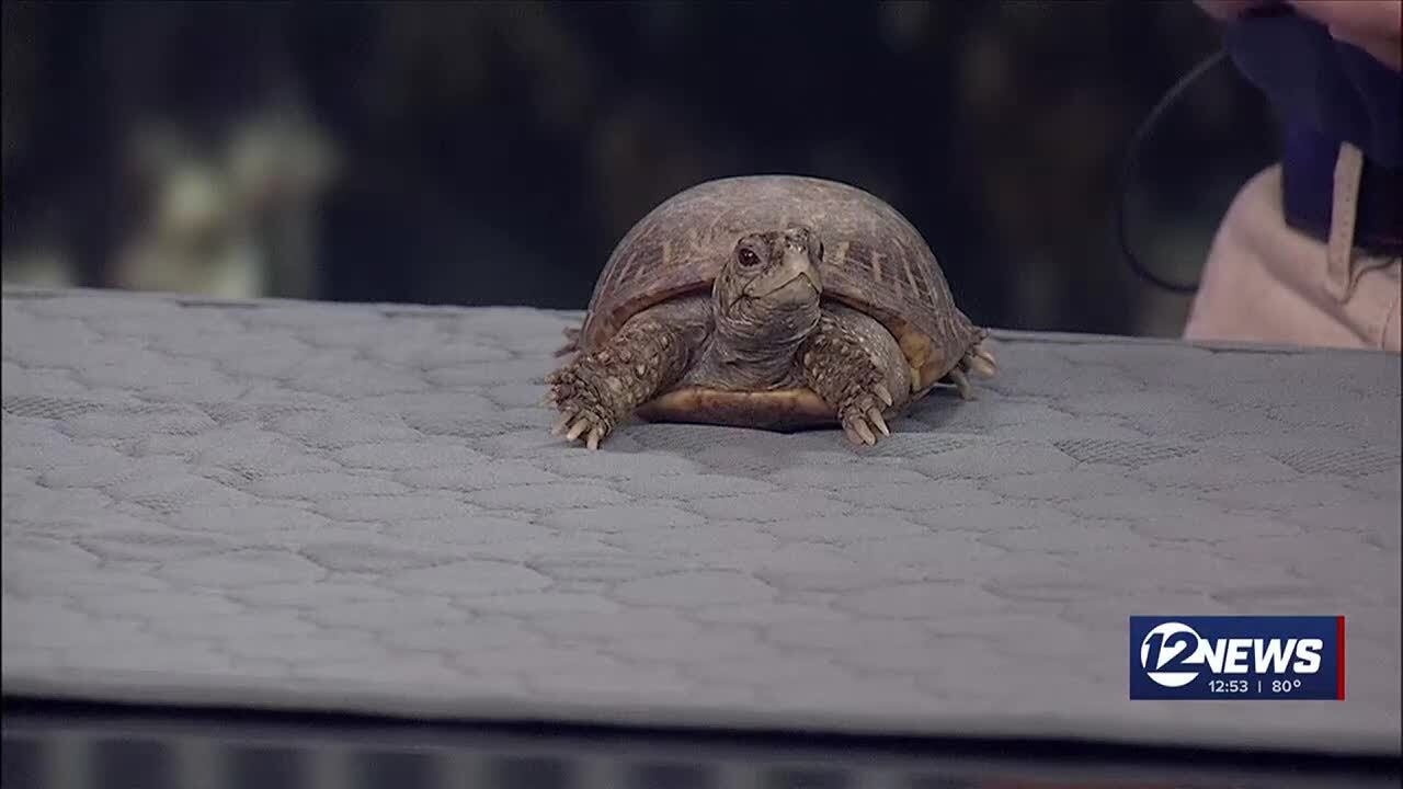 Newstalk Ornate Box Turtles