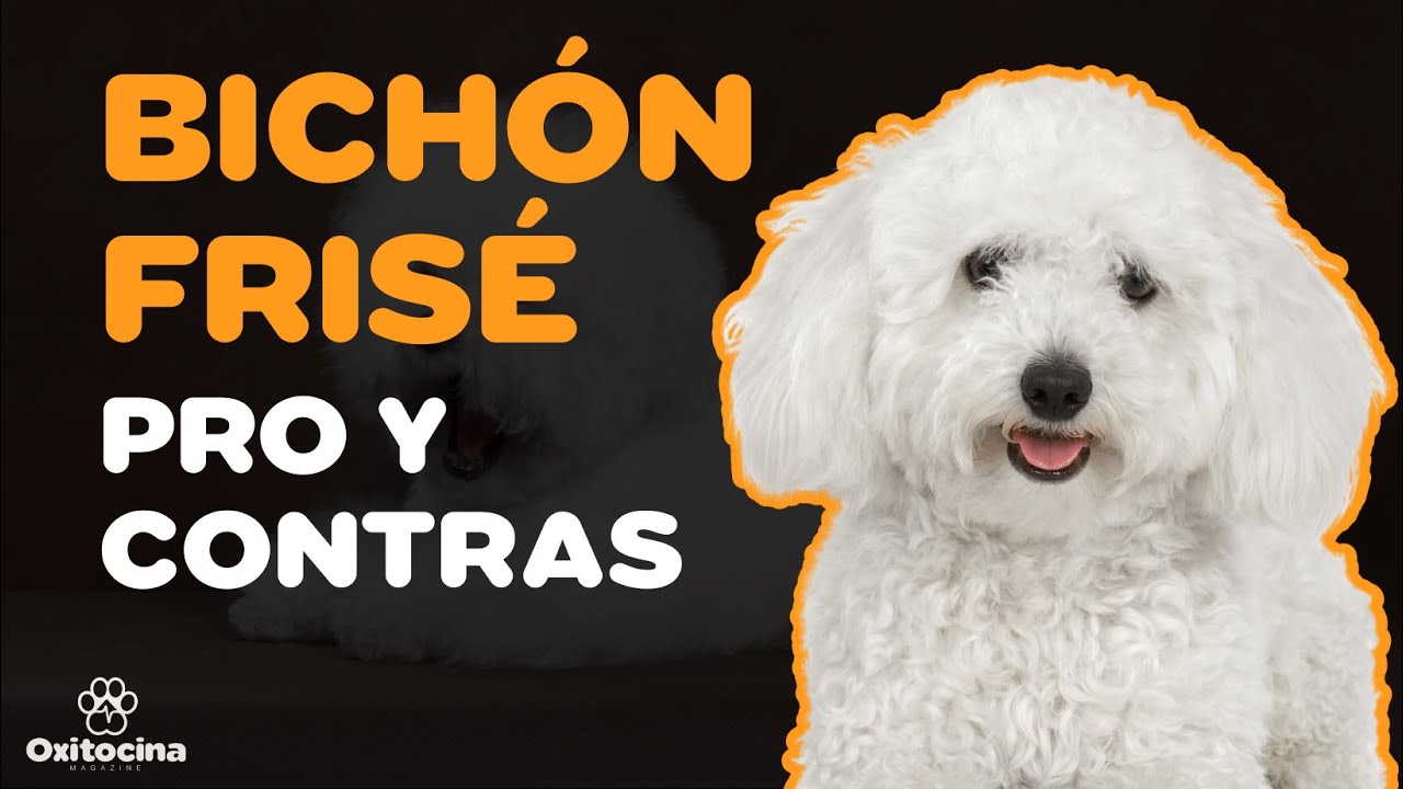 VENTAJAS Y DESVENTAJAS DE TENER UN BICHÓN FRISÉ