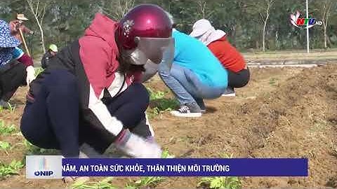 Bảo tồn hoa Cúc biển – Biểu tượng du lịch Cửa Lò