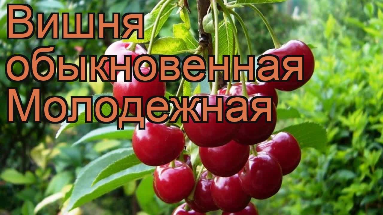 Вишня жуковская описание сорта опылители. Вишня сорт Любская. Сорт Любская черешня. Вишня обыкновенная Любская. Вишня сорт Морозовка.