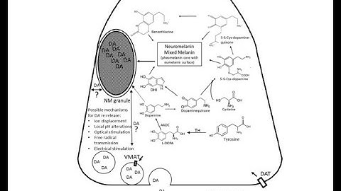 Neuromelanin, one of the most overlooked molecules in modern medicine, is not a spectator