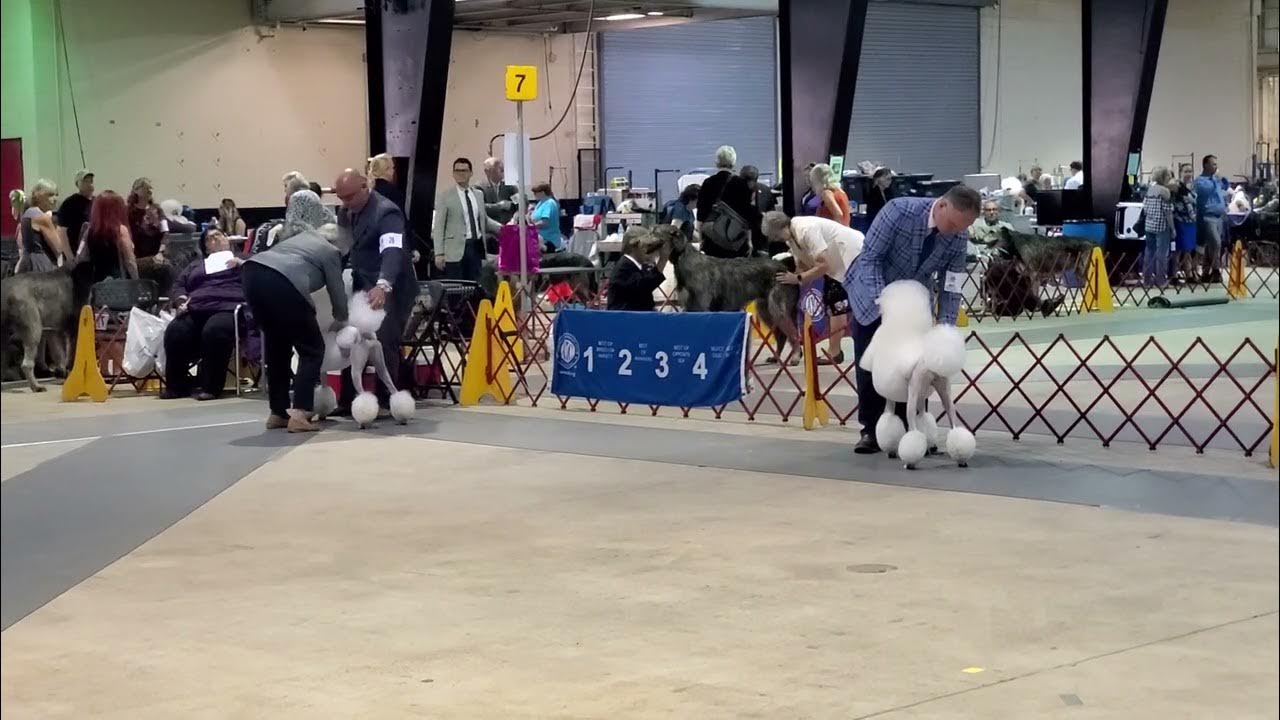 Raleigh NC Dog Show Video 5 YouTube