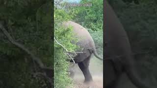 Elephant vs Tusker