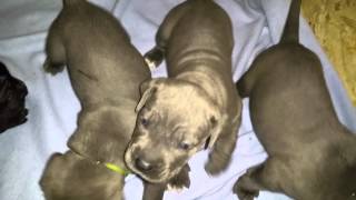 Bebe Cane Corso Youtube