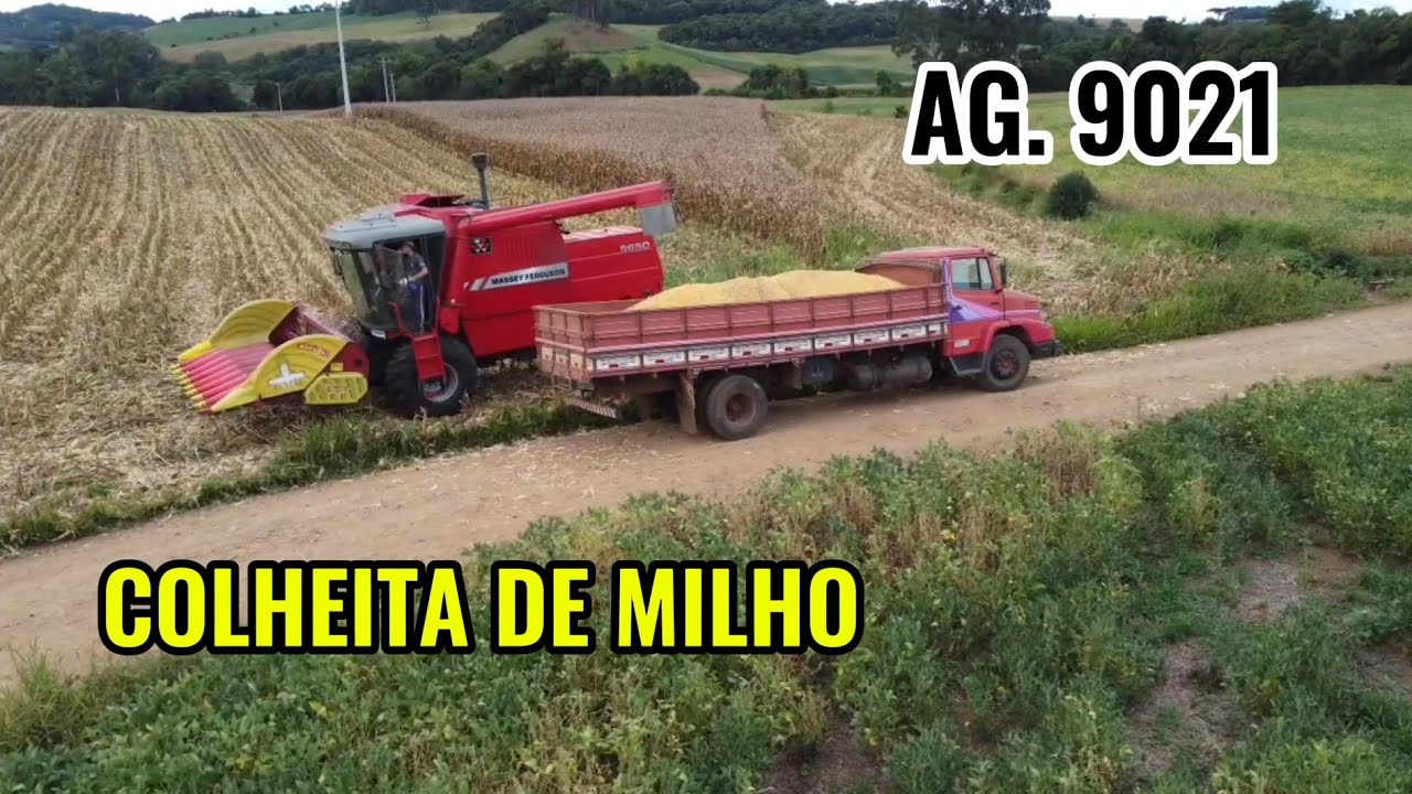 🌽 INÍCIO DA COLHEITA DO MILHO  AGROCERES 9021 NA PROPRIEDADE DE UM AMIGO 
