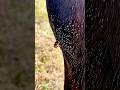 Why Remove Fly Eggs From Horses? 😷 #goodtoknow #vet #medicine #educational #funfacts #lifehacks