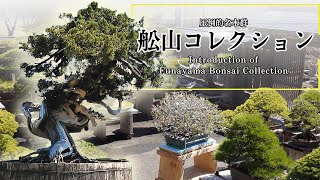 Introduction of Funayama Bonsai Collection Collection of famous bonsai from private collections
