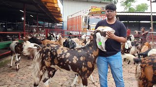 Sirohi Gujri Goats Ka Collection At Al Yum Goat Farm.