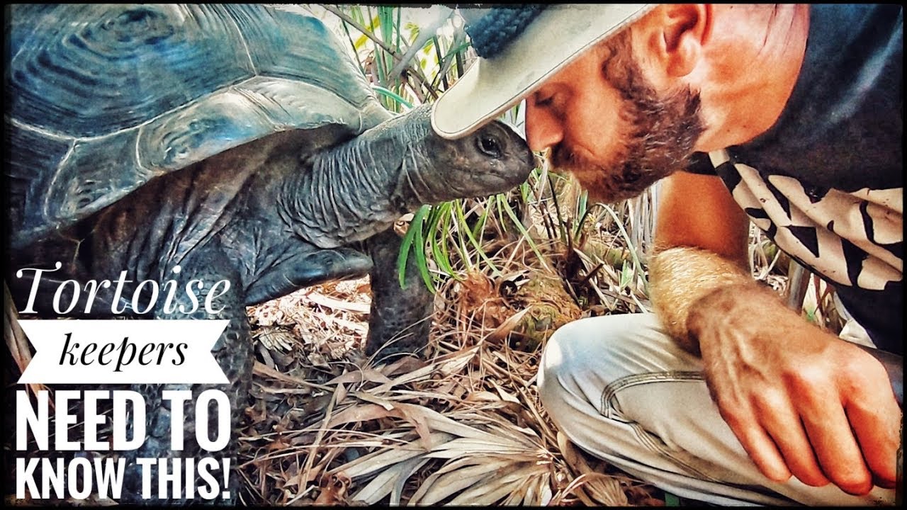 Does your Tortoise have Mycoplasma Pneumoniae? (kamp Kenan)