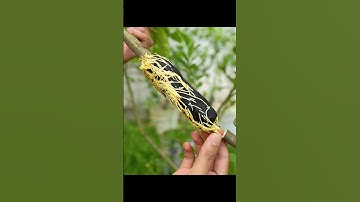 🌿Great method of propagate lemon tree by air layering using just cloth #lemontree #shafikulgarden