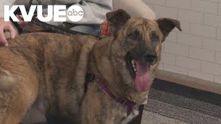 Meet Scooby, a dog available to adopt from PAWS Shelter of Central Texas | Pet of the Week