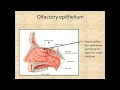 Histology of the respiratory system