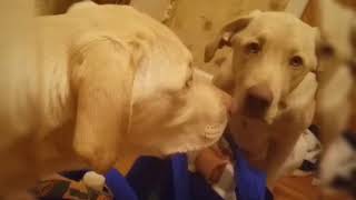 Labrador Puppy - Wrigley