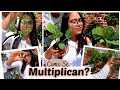 Reproduciendo 10 Plantas Fácil y Sin Fallar // APRENDE A MULTIPLICAR TUS PLANTAS