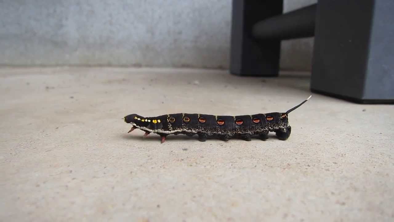 しっぽフリフリの可愛いイモ虫 Youtube しっぽフリフリの可愛いイモ虫 Youtube